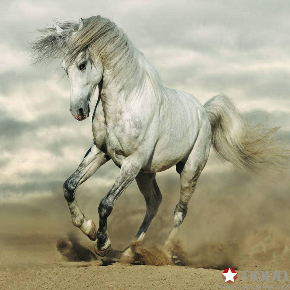 عکس محصول پرده شید تصویری طرح اسب سفید کد ANM-05