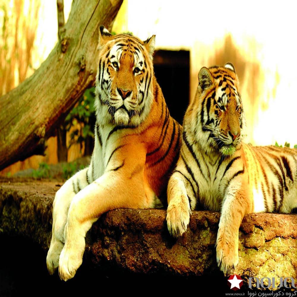 عکس محصول پرده زبرا پلیسه تصویری طرح ببر کد ANM-14