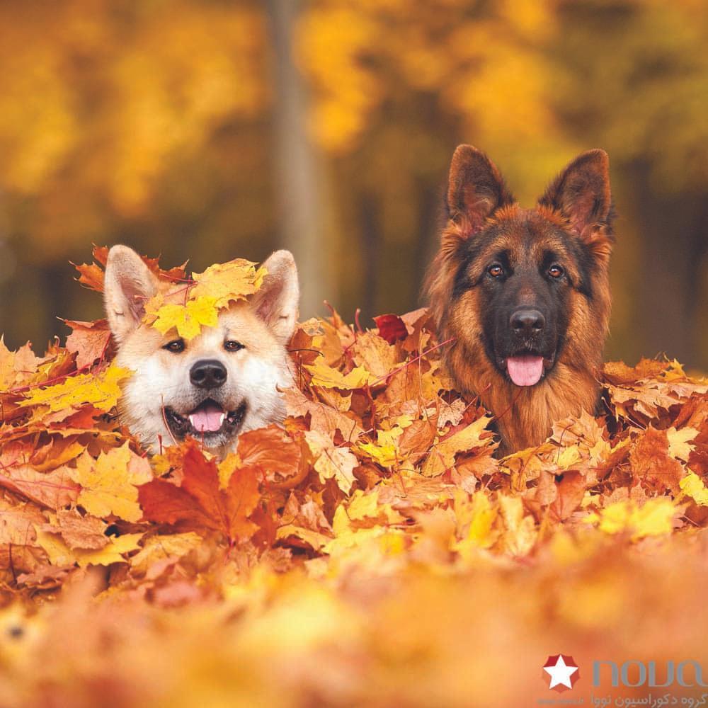 عکس محصول پرده شید تصویری طرح سگهای بامزه کد ANM-15