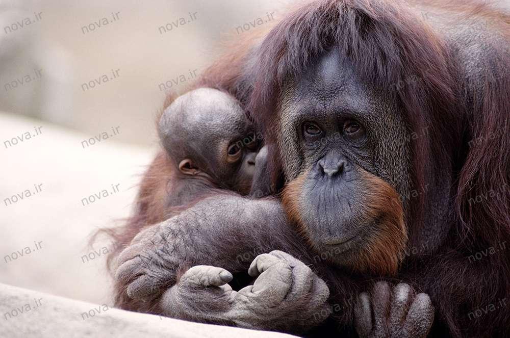 دیگر حیوانات